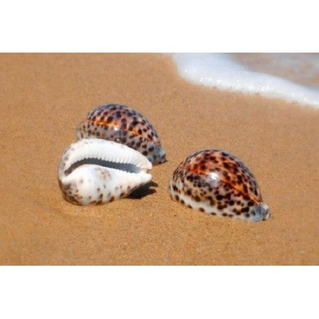 Individual Shells - Cyprea Tigris (6cm)