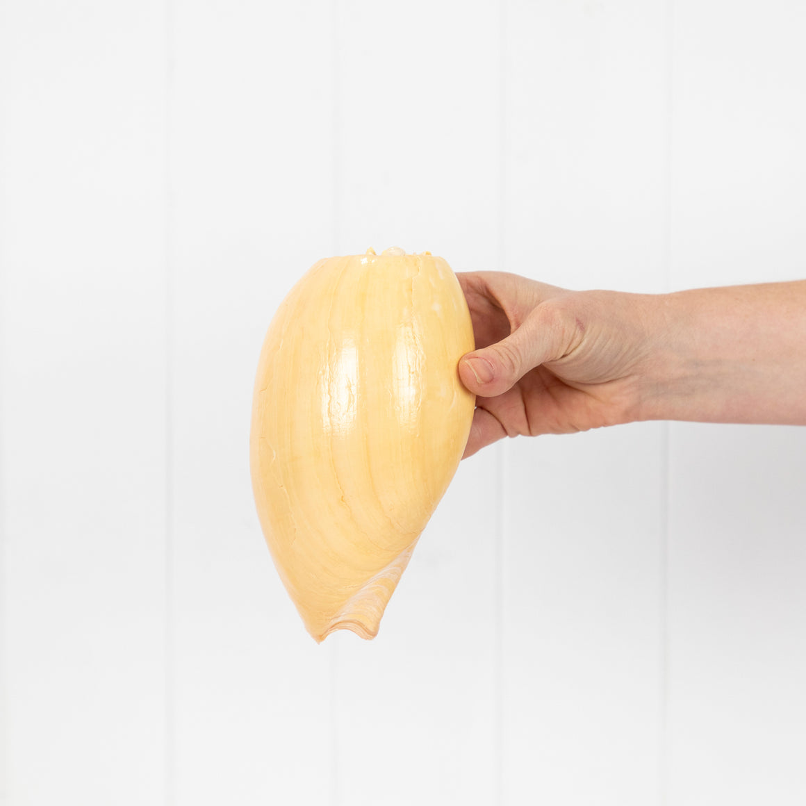 Baler Shell (Medium) 2