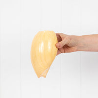 Baler Shell (Medium) 2