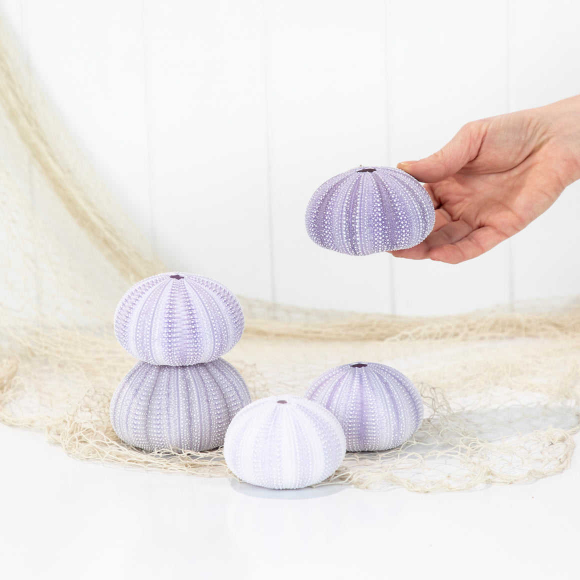 Sea Urchin (purple large)
