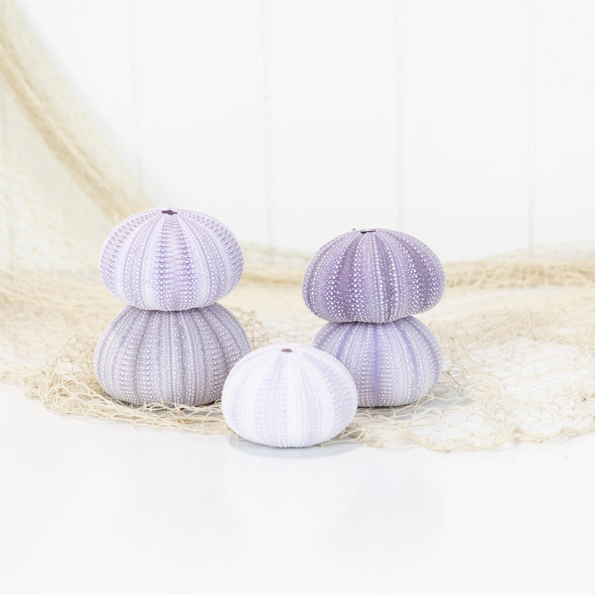 Sea Urchin (purple large)
