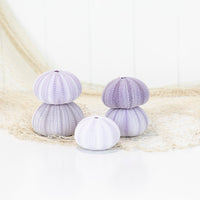 Sea Urchin (purple large)