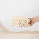 Birdsnest Coral