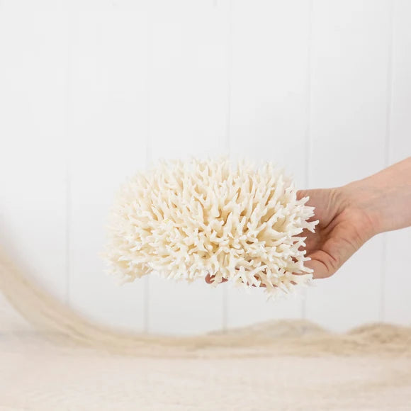 Birdsnest Coral