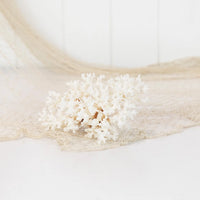 Lace Coral